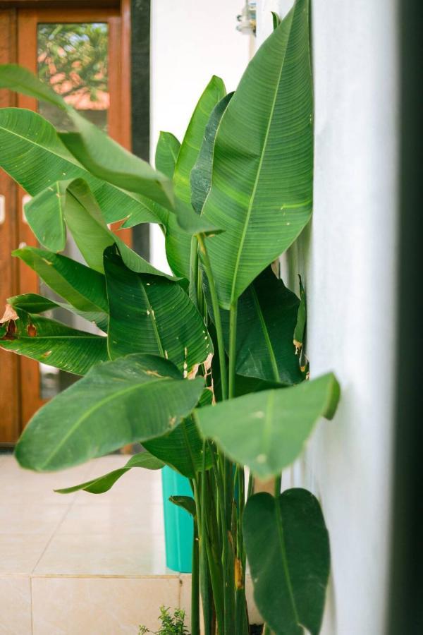 Adi Guest House Canggu Dış mekan fotoğraf